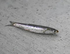 Northern Anchovy thumbnail 1