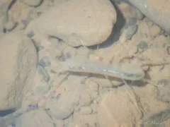 Allegheny Cave Amphipod thumbnail 2