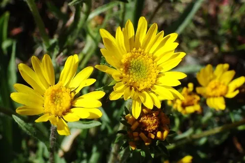 plantain goldenweed