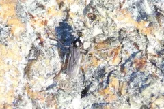 Thambemyia borealis thumbnail 2