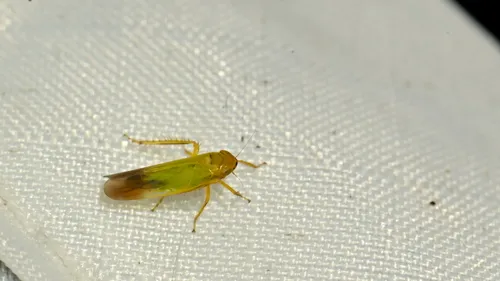 Cicadula ornata