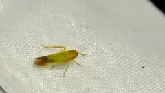 Cicadula ornata thumbnail 1