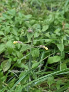 purple-stemmed monkeyflower thumbnail 3