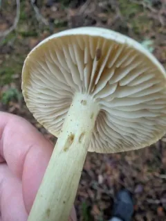 Sulphur Knight thumbnail 1