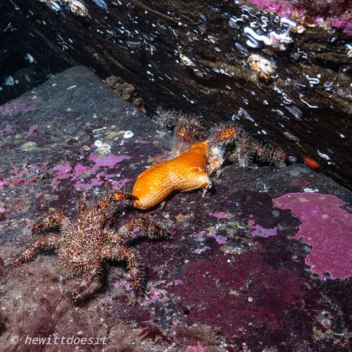 Spiny Lithode Crab