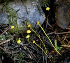 Western Yellow Mycena thumbnail 1