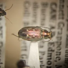 Bembidion inaequale thumbnail 1