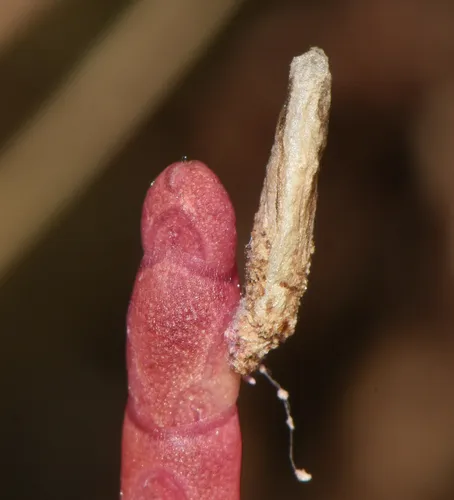 Coleophora littorella