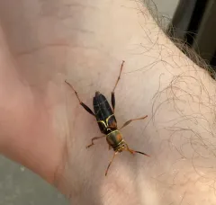 Neoclytus mucronatus thumbnail 4