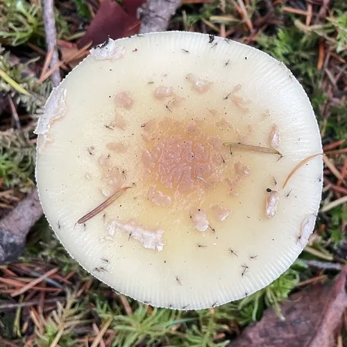 Breckon's False-Ring Amanita