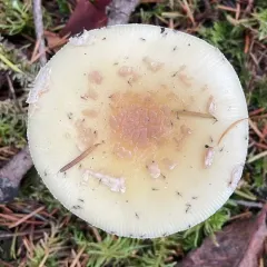 Breckon's False-Ring Amanita thumbnail 1