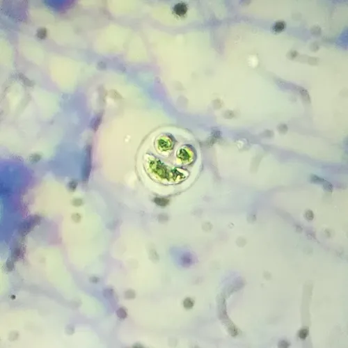 Nephrocytium lunatum