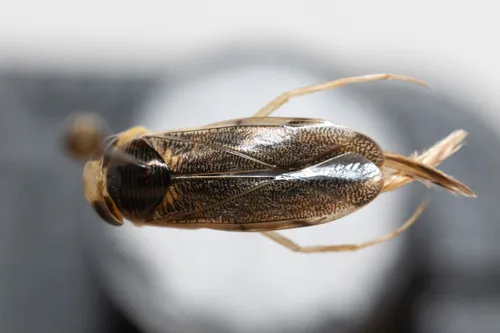 Corisella edulis