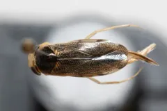 Corisella edulis thumbnail 1