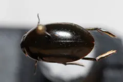 Tropisternus natator thumbnail 1