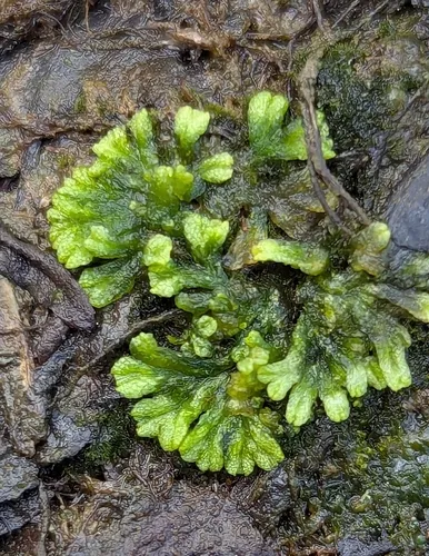 Violet Crystalwort