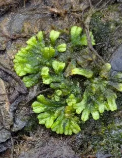 Violet Crystalwort thumbnail 1