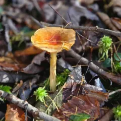 Larch Waxy Cap thumbnail 2