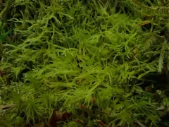 Hooked Veilwort thumbnail 3