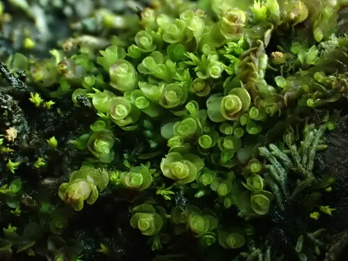 Egg Flapwort