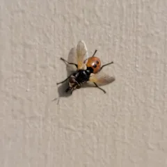 Ladybird Fly thumbnail 4