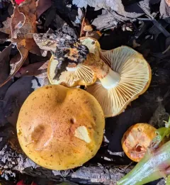 Pholiota lucifera thumbnail 3