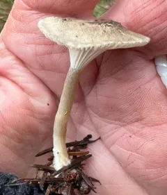 dapper funnel thumbnail 2