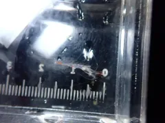 Pacific Glass Shrimp thumbnail 1