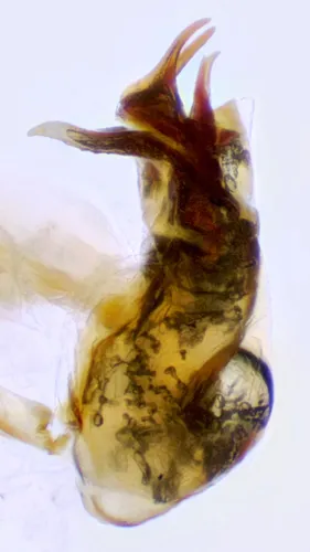 Silusa californica