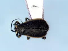Labops hirtus thumbnail 2