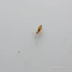 Entomobrya multifasciata thumbnail 2