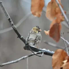 Harris's Sparrow thumbnail 4