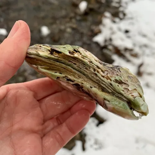 Eastern Oyster