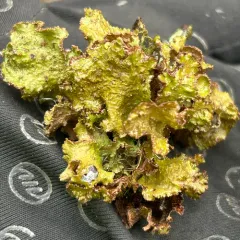 Broad Wrinkle Lichen thumbnail 1