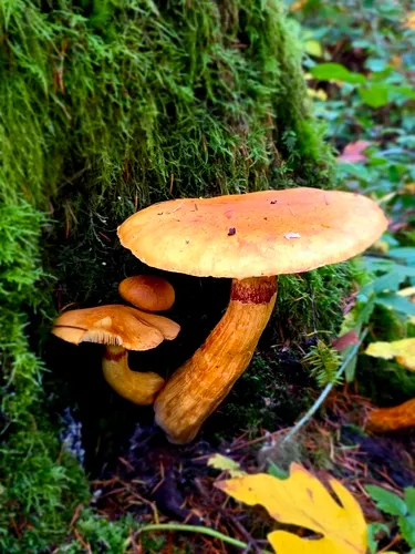 Spectacular Rustgill