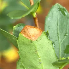 Leucoptera pachystimella thumbnail 1