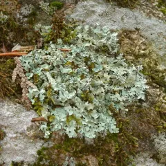 Shingled Rock-shield Lichen thumbnail 2
