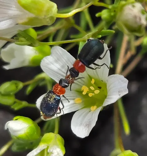Black-headed Melyrid