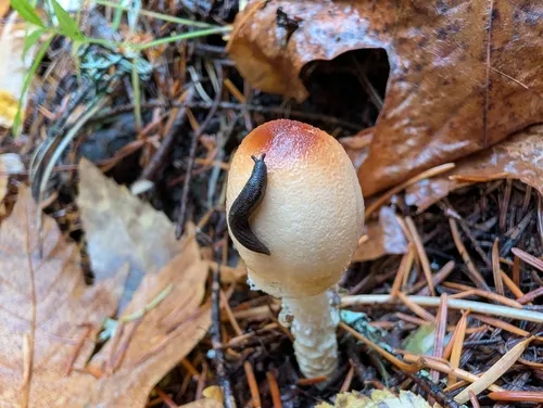 Papillose Taildropper
