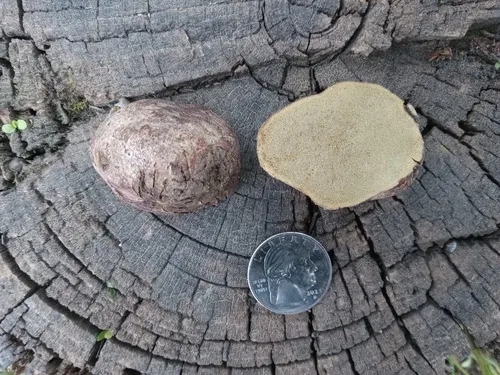 Rhizopogon sordidus