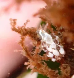 White-crusted Aeolid thumbnail 4