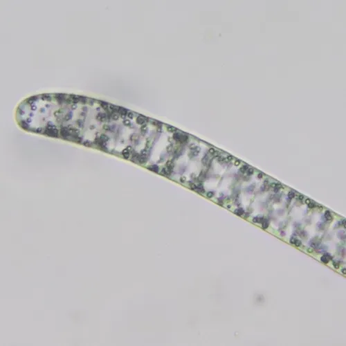 Havrella mirabilis