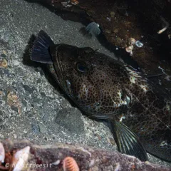 Lingcod thumbnail 4