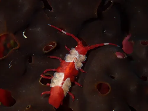 Idotea rufescens