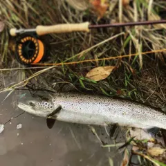 Atlantic Salmon thumbnail 2