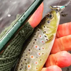 Brown Trout thumbnail 3