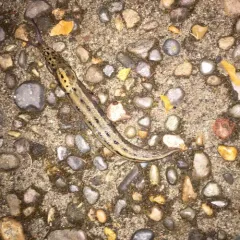 Leopard Slug thumbnail 2