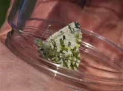 California Marble thumbnail 4
