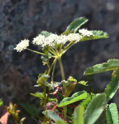 hemlock-parsley thumbnail 2