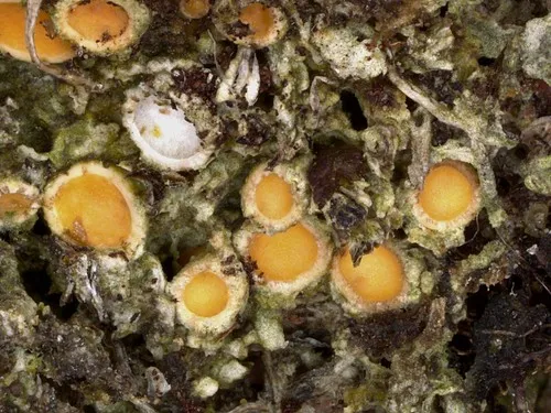 Gyalecta foveolaris